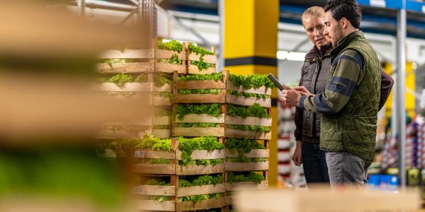 Dos personas inspeccionan cajas de lechuga en un almacén.