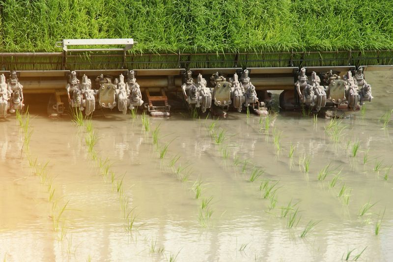Rice Transplanter Machine Operating in the Field
