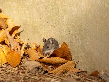 Mouse hiding among dried leaves near a wall.