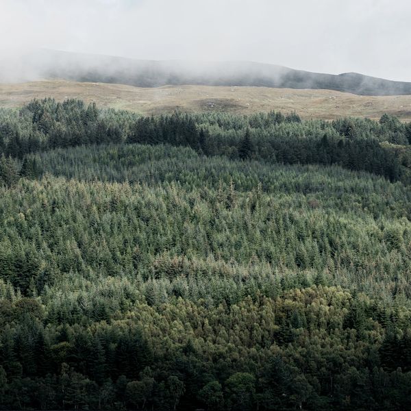 Dense evergreen forest under a misty sky on a hillside.