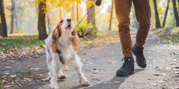 Dog pulling on leash during walk.