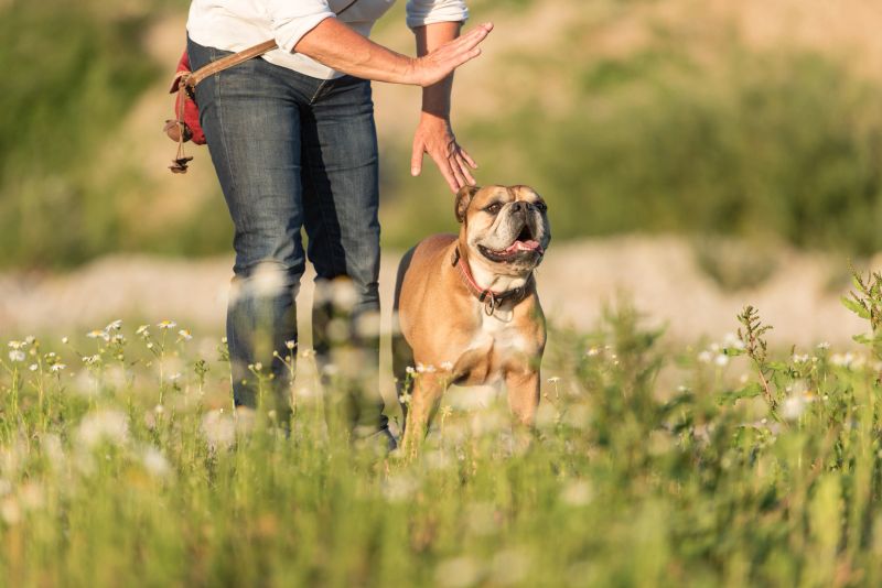 Obedient Continental Bulldog and his handler. Joint training in a meadow. Signals and hand signals