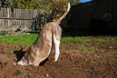 Dog digging a deep hole with its head buried in the dirt.