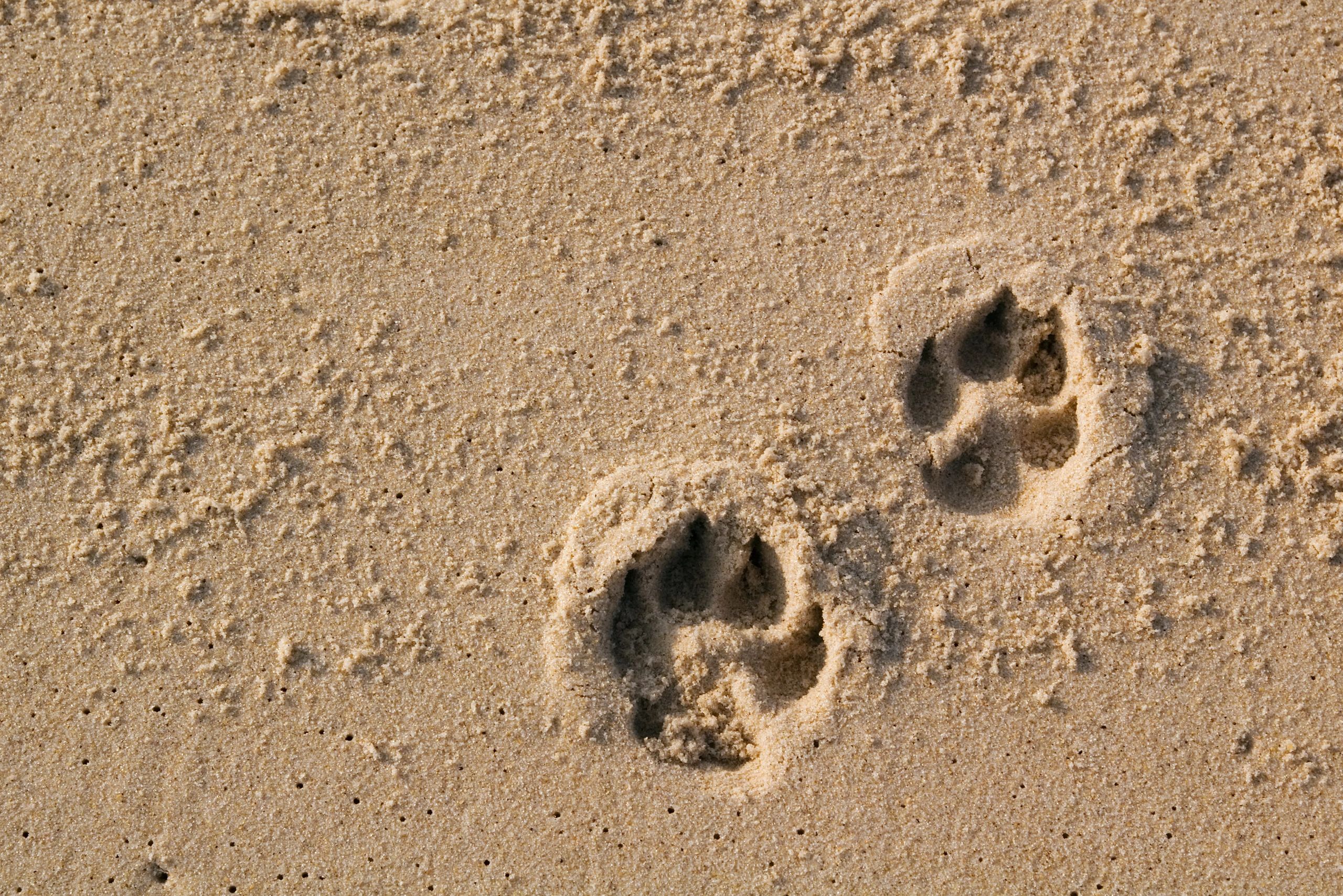 Compassionate individual pet cremation services