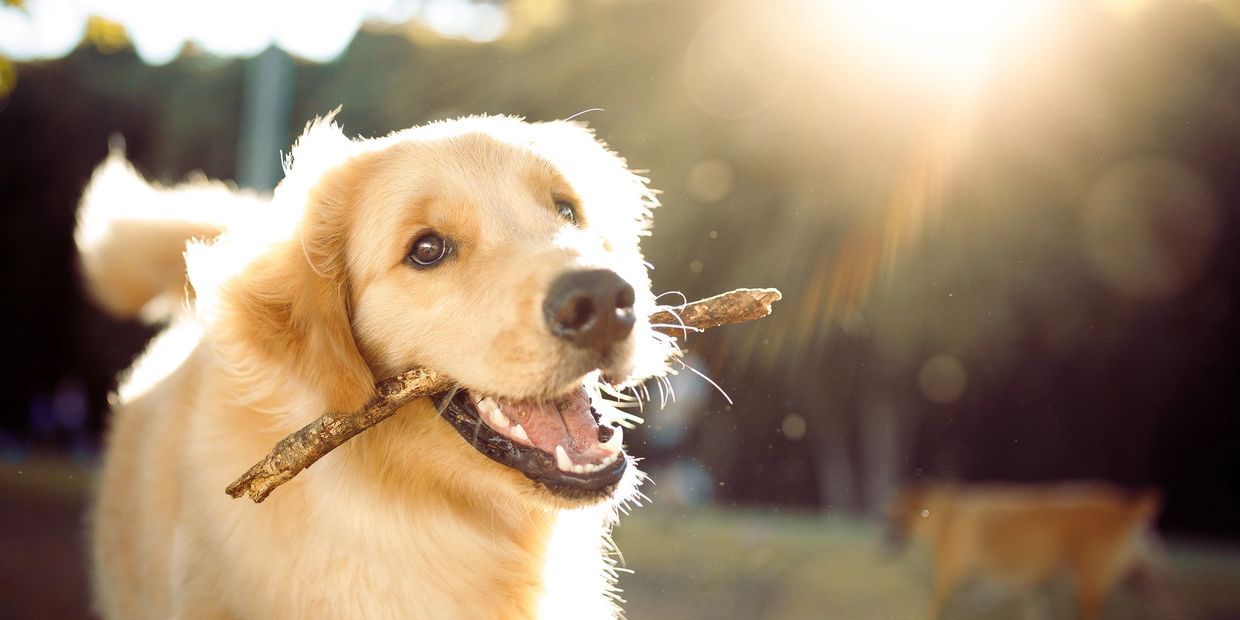 Dog with stick in it's mouth running in the sunlight