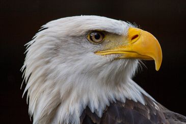 Close-up of a bald eagle's head with sharp eyes and yellow beak.