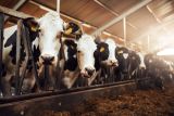 Best AI Tools for Dairy Farmers in Australia (2026)