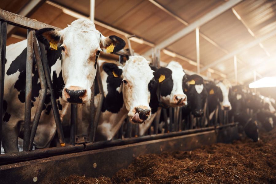 Best AI Tools for Dairy Farmers in Australia (2026)