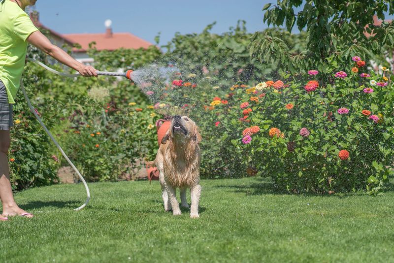 Happy dog playing with water in backyard