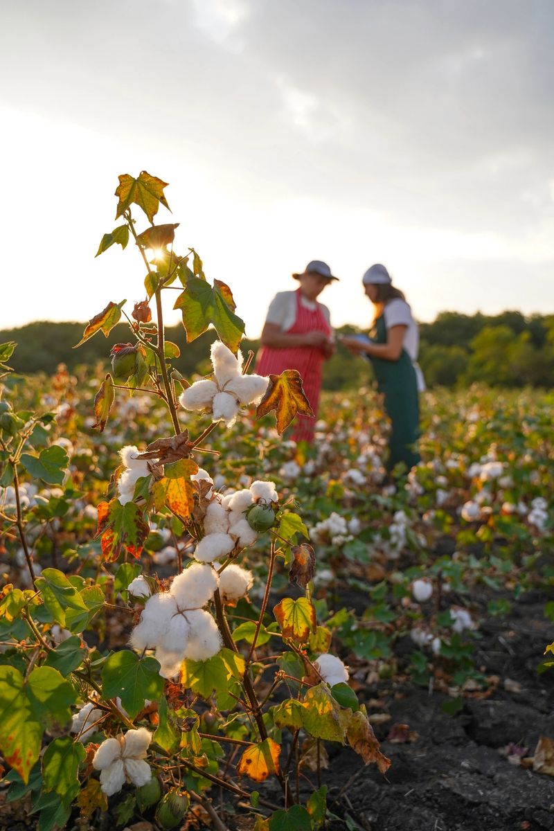 Quality control of the cotton plant crop. Confident women specialists analyzing the quality of the plants. Learning from the elder or from the younger ones...