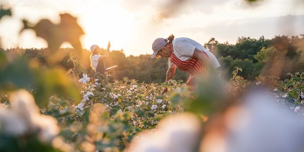 Cotton Harvest
