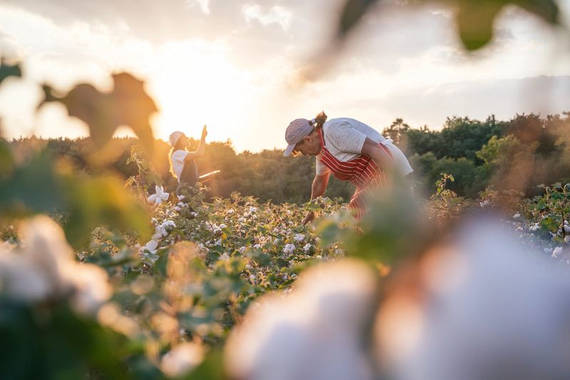 Quality control of the cotton plant crop. Confident woman specialist analyzing the quality of the plants.