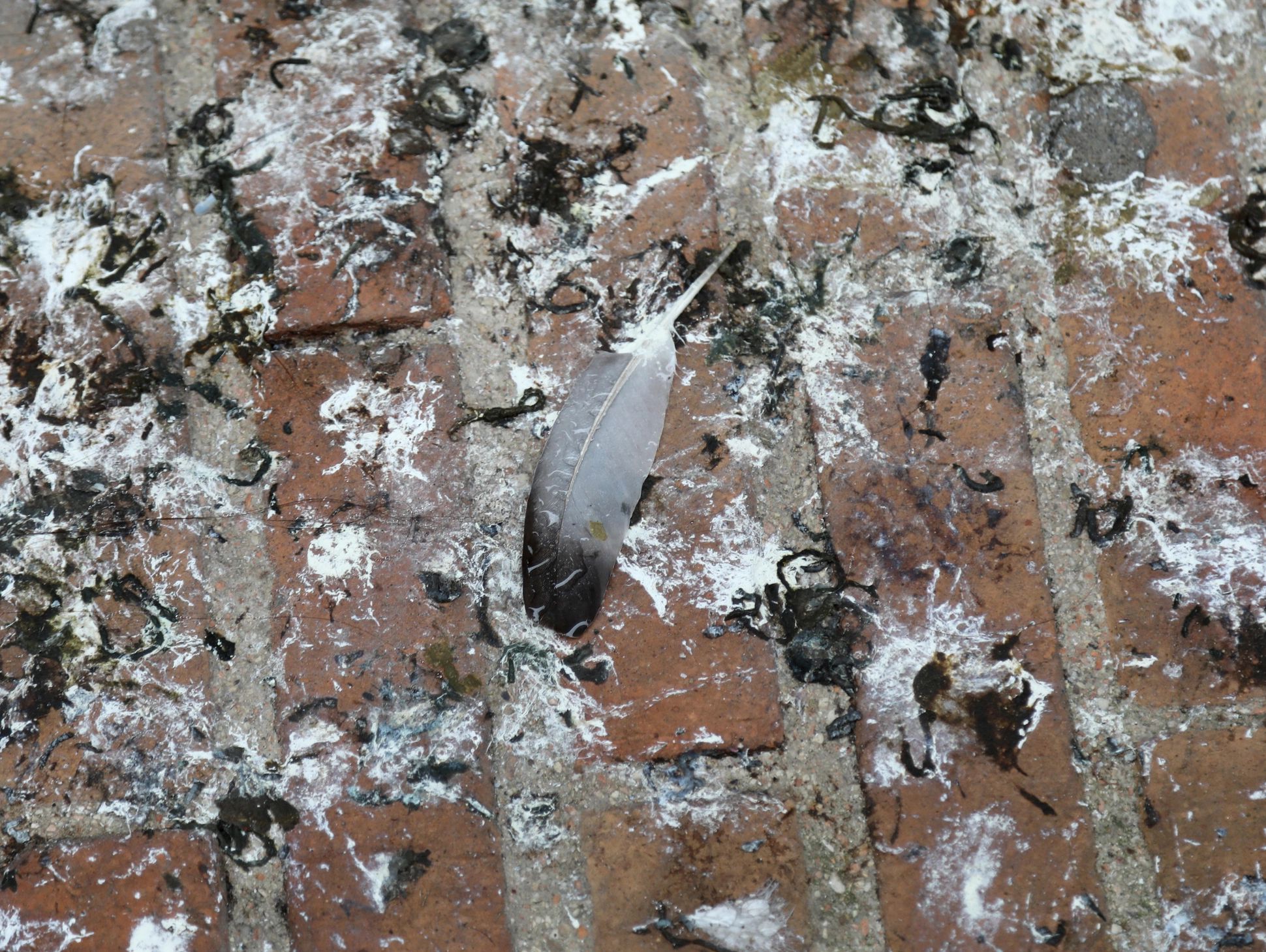A feather resting on a brick surface covered with bird droppings.