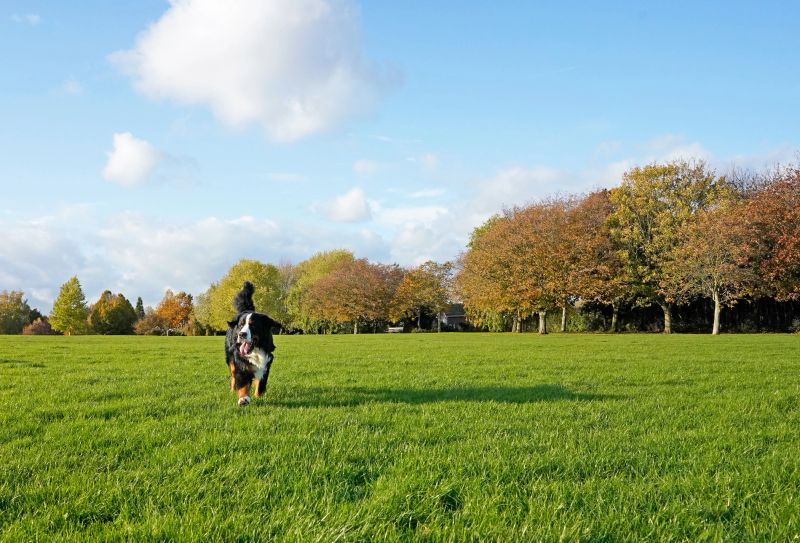 the grass is green trees yellow, autumn, the dog looking away from the camera