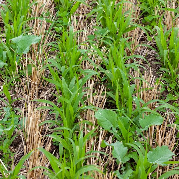 Green crops growing among dry straw stubble in a field.