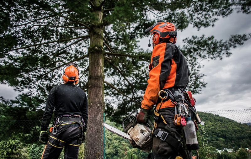 A rear view of arborist men with chainsaw cutting a tree, planning.
