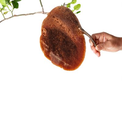 Hand holding a honeycomb attached to a branch with leaves.