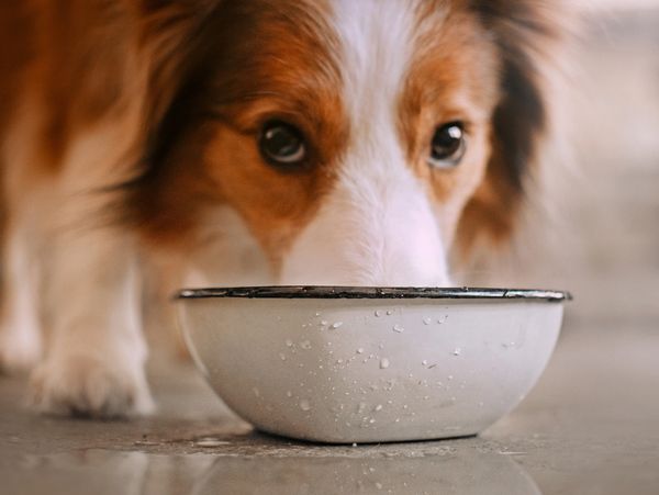 Close-up of a dog drinking water from a bowl.
