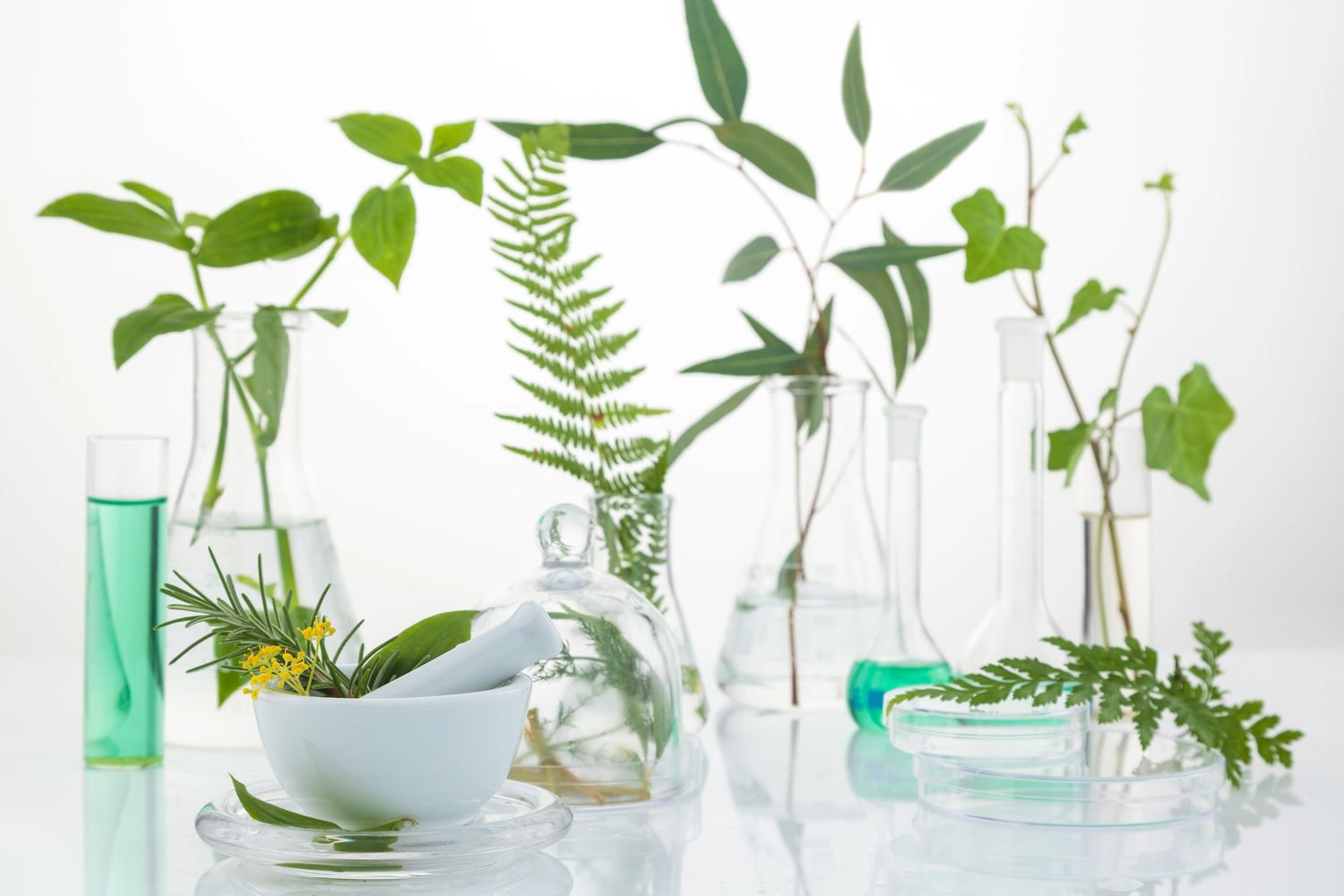 Laboratory glassware with green plants and liquids for botanical research.