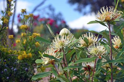 White spider-like flowers in a garden.
