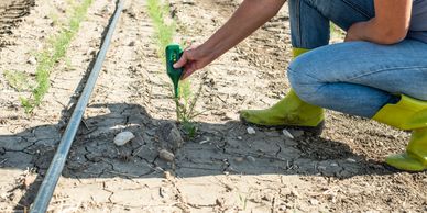 Person using a device to test soil in a field with young plants.