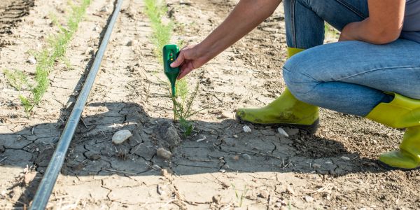 Person testing soil moisture near young plant in dry field.