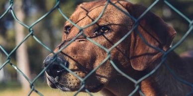 Chain-Link fence