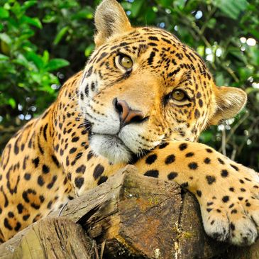 Onça descansando com olhar fixo.