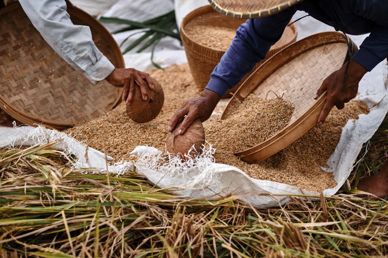 Hands of an old farmer collects grain of ripe rice in field. Close-up. A common practice done in rural China, Vietnam, Thailand, Myanmar, Philippines.