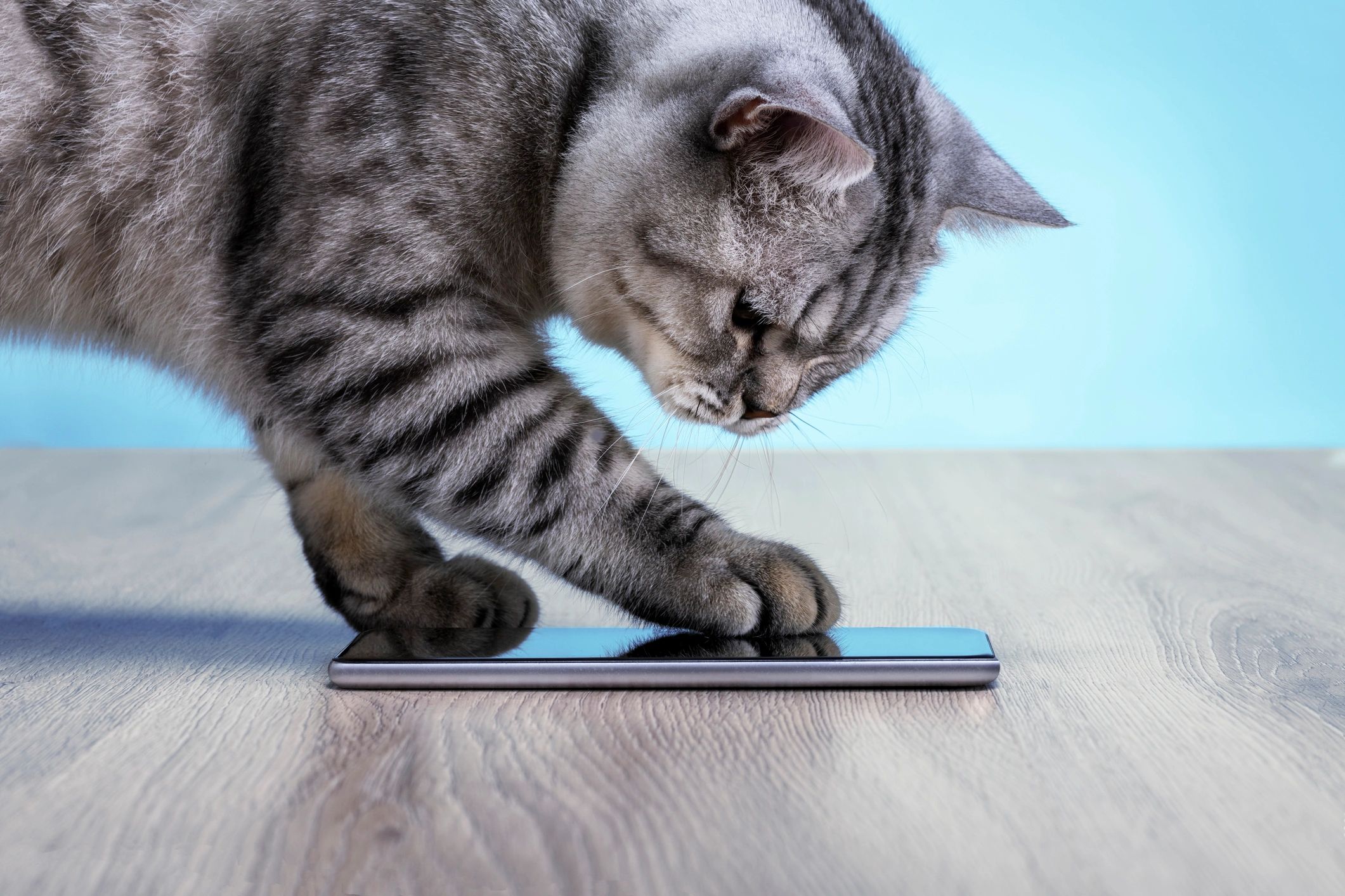 Cat sitter in Brandon Florida