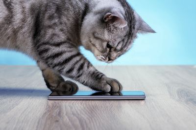 A cat interacts with a smartphone on a wooden surface.