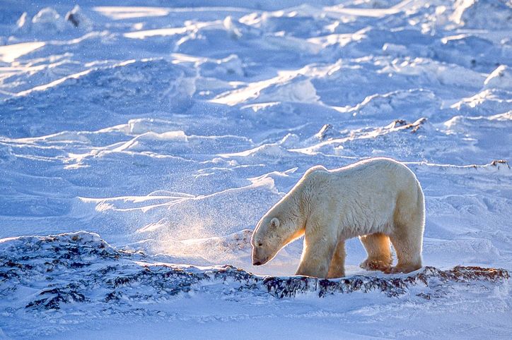 Side view of polar bear (Ursus maritimus) walking along the Hudson Bay, waiting for the bay to freeze over so it can begin it"s hunt for ringed seals.

Taken in Churchill, Manitoba, Canada