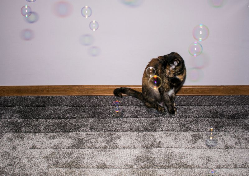 At the wall, the cat plays with soap bubbles.