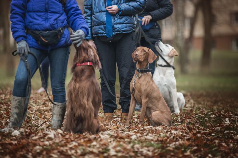 Dogs and ther owners at the obedinece training.