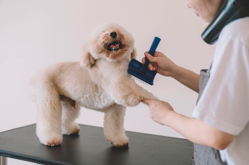 an asian chinese female pet groomer using animal brush to clean up and grooming a toy poodle