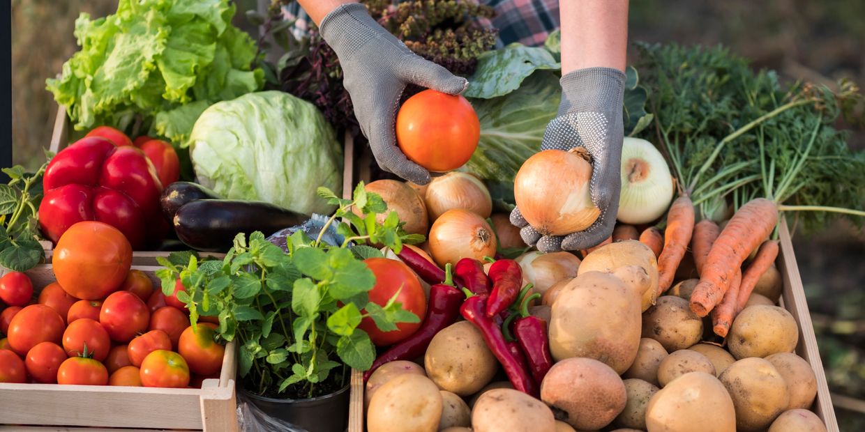 Person holding fresh tomatoes and onions among various vegetables.