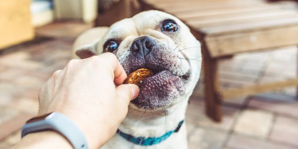 Dog biting a cookie from a hand.