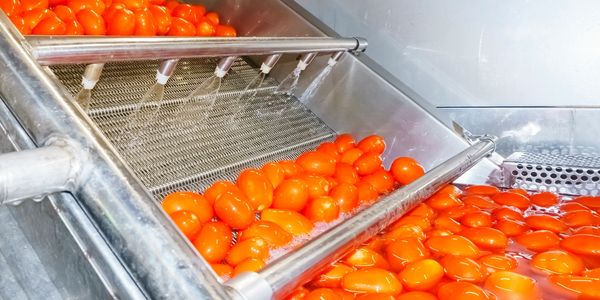 Machine washing bright orange tomatoes with water sprays.