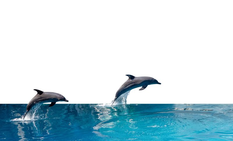 Closeup Two Dolphins are Jumping on The Water Surface Isolated on White Background with Clipping Path