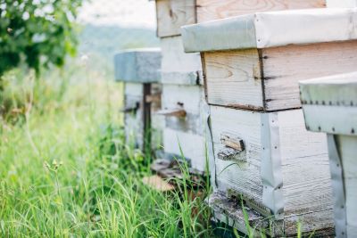 Wooden beehives in a green grassy field on a sunny day.