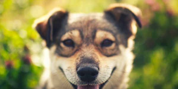Close-up of a happy dog with a blurred green background.
