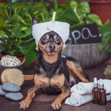 Dog with a towel turban at a spa setup.