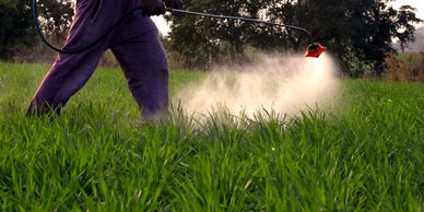 Person spraying pesticide on green crop in a field during sunset.