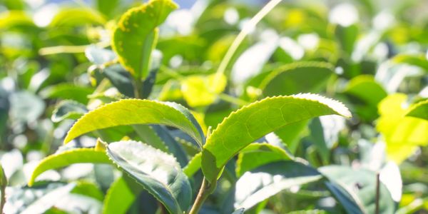 Close-up of fresh green tea leaves in sunlight.