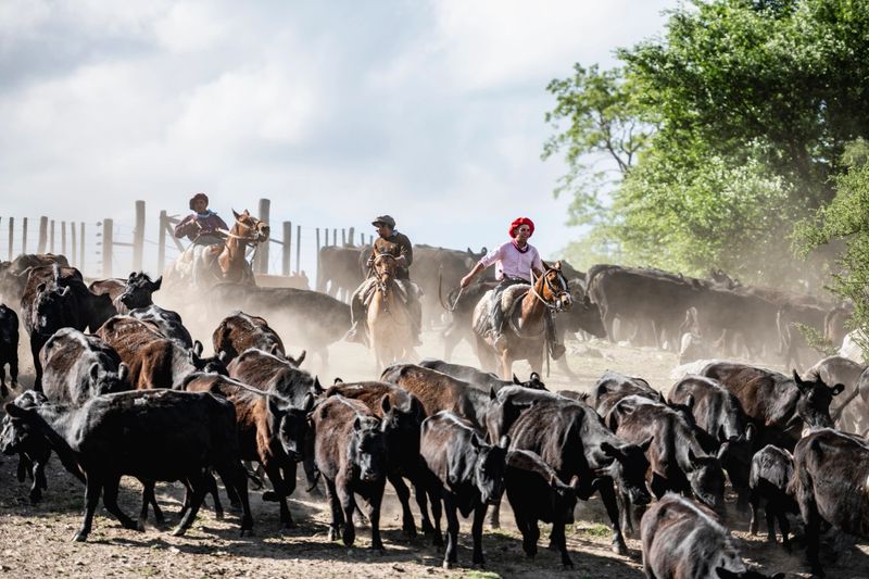 Argentine gauchos in teens and 30s on horseback herding Aberdeen Angus cattle down hillside of dusty enclosure.