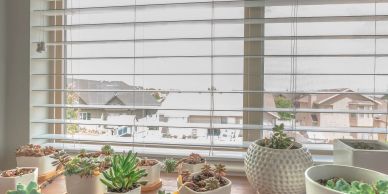 Succulent plants on a windowsill with blinds.
