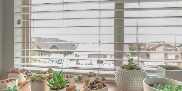 Various potted succulents sit on a windowsill with blinds.