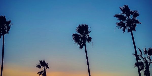 Palm trees silhouetted against a colorful sunset sky.