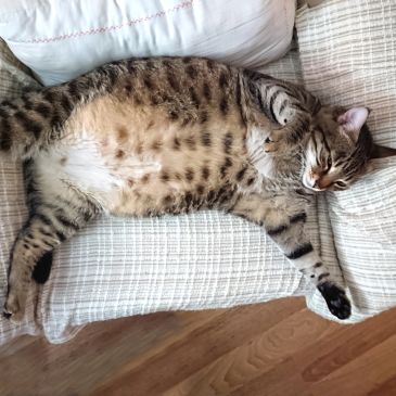 Tabby cat sleeping on a couch.