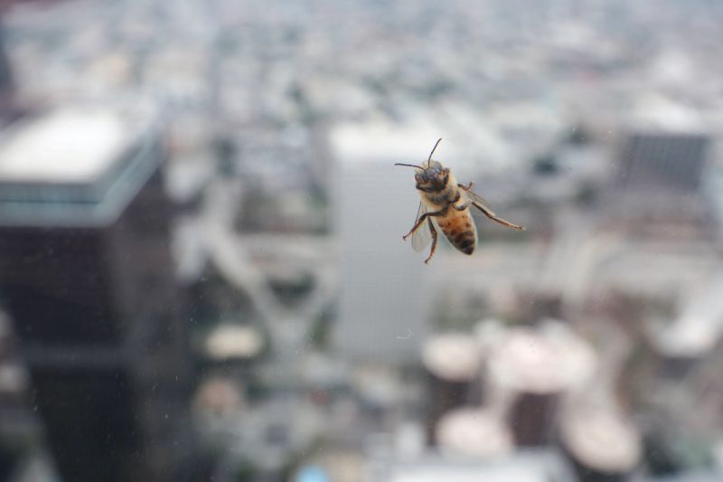 One bee hanging on a widow high up on a tall skyscraper with a shallow depth of field showing a blurry cityscape behind